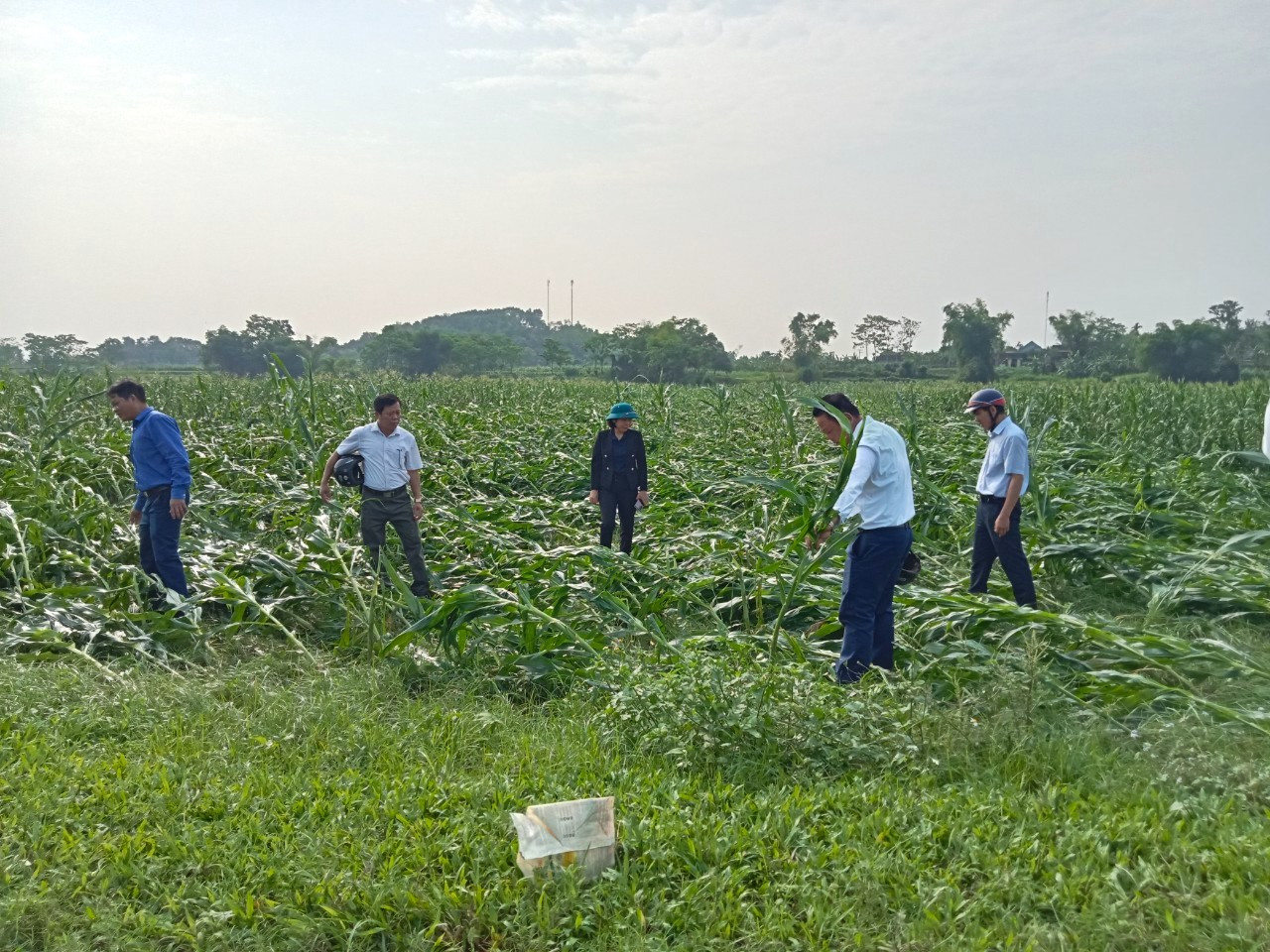 Sáng 15/4, lãnh đạo xã Đức Sơn (Anh Sơn, Nghệ An) cho biết, trận lốc xoáy xảy ra chiều 14/4 đã khiến hơn 170ha ngô của xã này bị thiệt hại hoàn toàn. Bên cạnh đó, có hơn 10ha lúa, 200ha rừng, 5ha bí xanh cũng chịu thiệt hại.