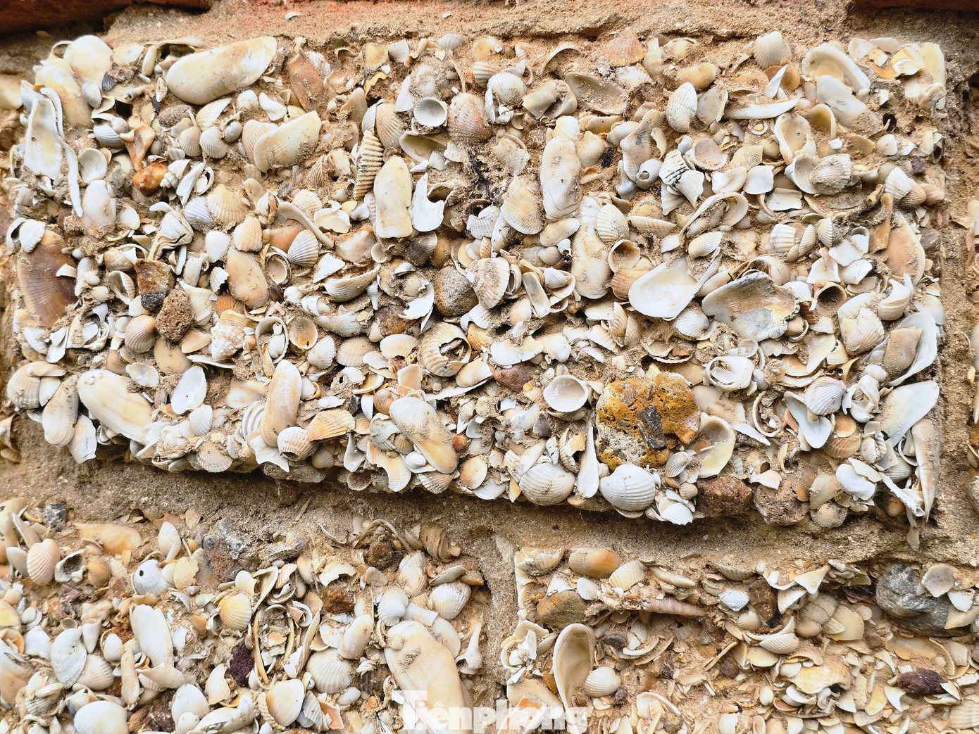 “Vỏ sò, ốc có sẵn ngoài bờ biển nhiều lắm. Ngày đó vợ chồng tôi tranh thủ ra biển gánh vỏ sò, ốc về tập kết trong vườn rồi đóng thành những viên gạch. Khi đủ gạch mới xây được nhà. Xây được xong ngôi nhà cũng vất vả lắm, mất bao nhiều công sức, tâm huyết”, bà Danh nói và cho biết, ngôi nhà của bà được làm từ hàng nghìn viên gạch sò, ốc. Trải qua thời gian, tường gạch ít nhiều đã bị phong hóa nhưng vẫn còn vững chắc. “Vỏ sò, ốc có sẵn ngoài bờ biển nhiều lắm. Ngày đó vợ chồng tôi tranh thủ ra biển gánh vỏ sò, ốc về tập kết trong vườn rồi đóng thành những viên gạch. Khi đủ gạch mới xây được nhà. Xây được xong ngôi nhà cũng vất vả lắm, mất bao nhiều công sức, tâm huyết”, bà Danh nói và cho biết, ngôi nhà của bà được làm từ hàng nghìn viên gạch sò, ốc. Trải qua thời gian, tường gạch ít nhiều đã bị phong hóa nhưng vẫn còn vững chắc.