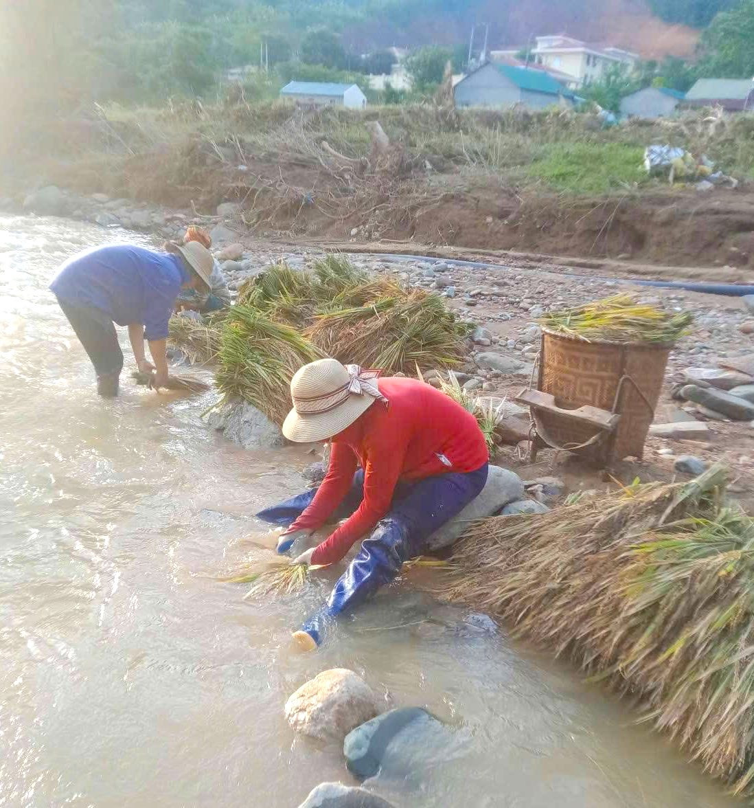 Sau khi lũ rút, người dân đã ra đồng bới bùn đất mong vớt vát những cây lúa chưa bị cuốn trôi. Sau khi lũ rút, người dân đã ra đồng bới bùn đất mong vớt vát những cây lúa chưa bị cuốn trôi.