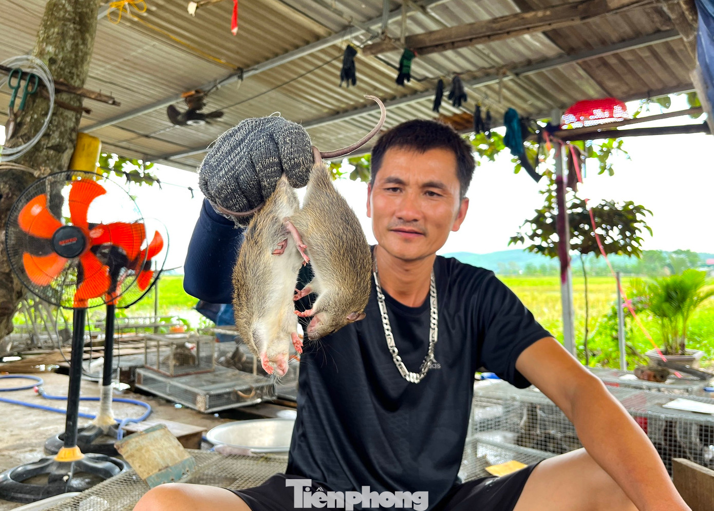 Anh Mậu cho hay, chuột ở Yên Thành là loại chuột đồng. Còn chuột nhà không ăn được vì hôi. Cách phân biệt chuột cũng không quá khó. Những người sành sỏi chỉ cần nhìn qua con chuột cũng có thể phát hiện được ra chuột sống ở đồng hay trong nhà. “Chuột đồng ăn lúa nên béo, phần lông dưới bụng màu trắng, phần lông phía trên có màu mun. Còn chuột nhà gầy, lông màu vàng và hôi, không ăn được”, anh Mậu nói.