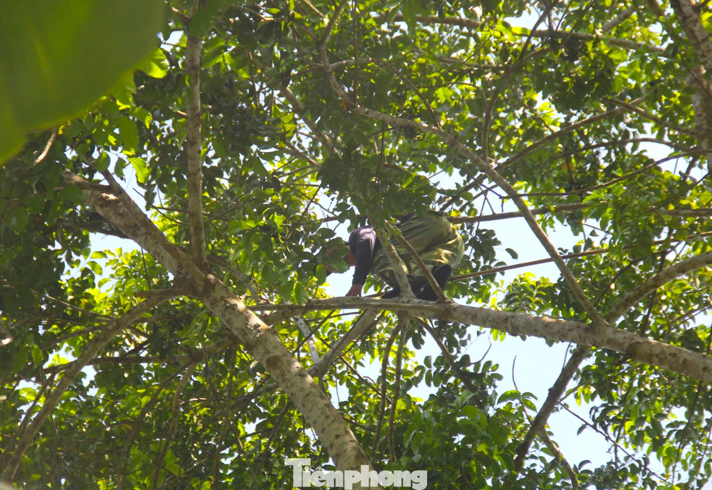 Ông Nguyễn Xuân Khánh - Chủ tịch Hội Nông dân huyện Thanh Chương - chia sẻ, cây trám đen trên địa bàn đã mang lại một nguồn thu nhập khá cho người dân. Tuy nhiên năm nay sản lượng trám đen không cao có thể do thời tiết nắng nóng kéo dài. Ông Nguyễn Xuân Khánh - Chủ tịch Hội Nông dân huyện Thanh Chương - chia sẻ, cây trám đen trên địa bàn đã mang lại một nguồn thu nhập khá cho người dân. Tuy nhiên năm nay sản lượng trám đen không cao có thể do thời tiết nắng nóng kéo dài.