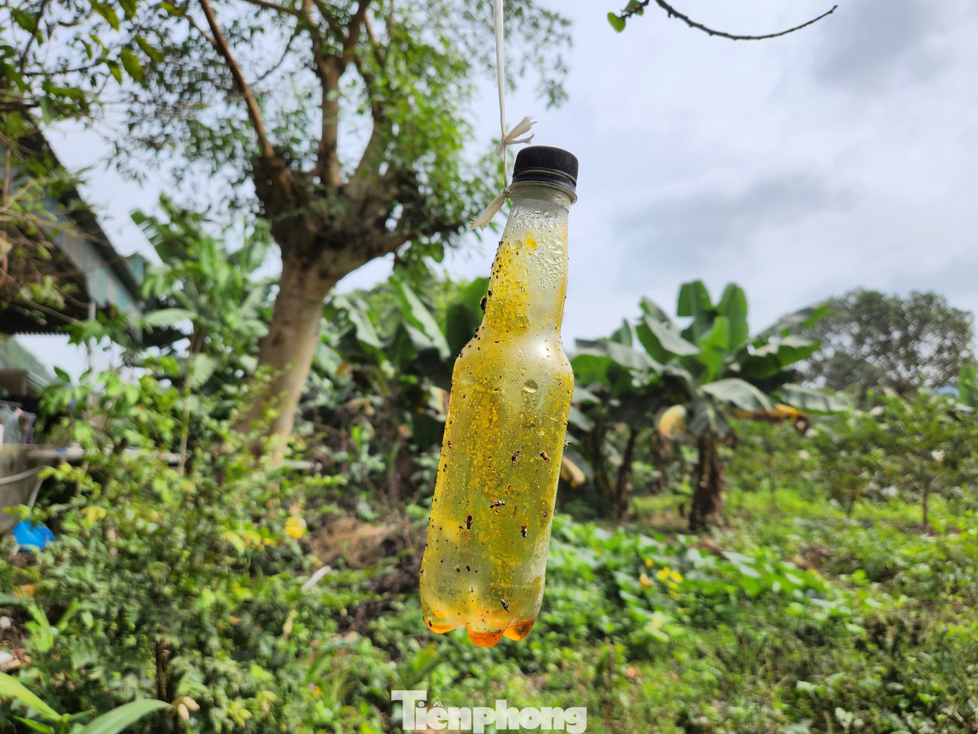 Để có thêm hiệu quả, ông Biên còn mua chất thơm thu hút ruồi vàng rồi cho vào chai nhựa treo phía ngoài vườn cam. Mục đích để đuổi ruồi vàng trong vườn cam và thu hút ruồi ra phía ngoài. Từ đó, vườn cam được đảm bảo an toàn khỏi các loại sâu bọ, côn trùng...