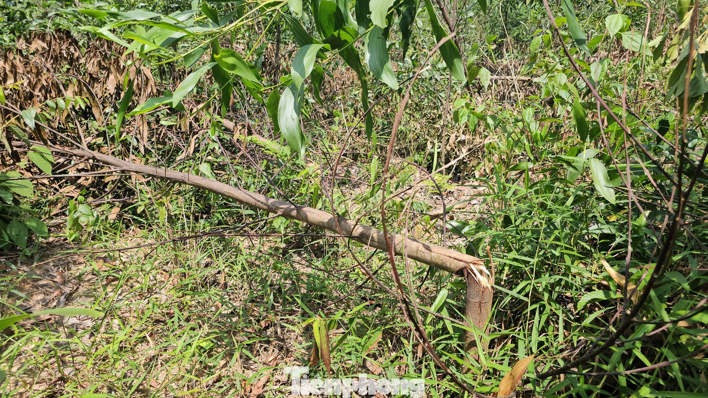 Những cây keo, tràm bị chặt 1/3, 1/2 ở thân từ trước. Khi gió lớn thổi gây gãy đổ, chết cây.