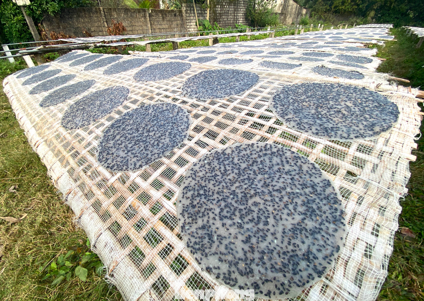 Rồi đưa ra nắng phơi khô.