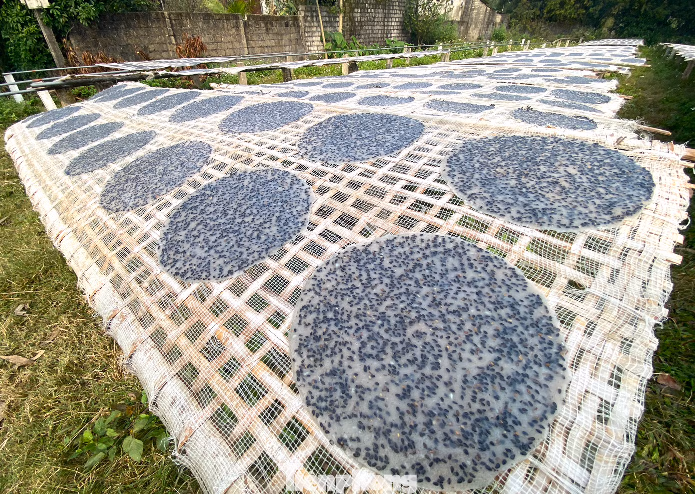 Rồi đưa ra nắng phơi khô.