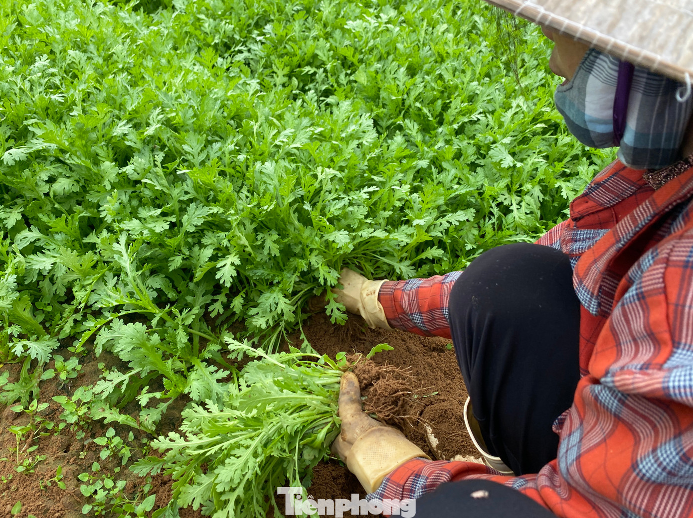 Dịp Tết, ngoài việc huy động các thành viên trong gia đình ra thu hoạch rau bán, bà Trúc phải thuê thêm lao động thời vụ để thu hoạch rau với mức thù lao 25.000 đồng/1 giờ làm.