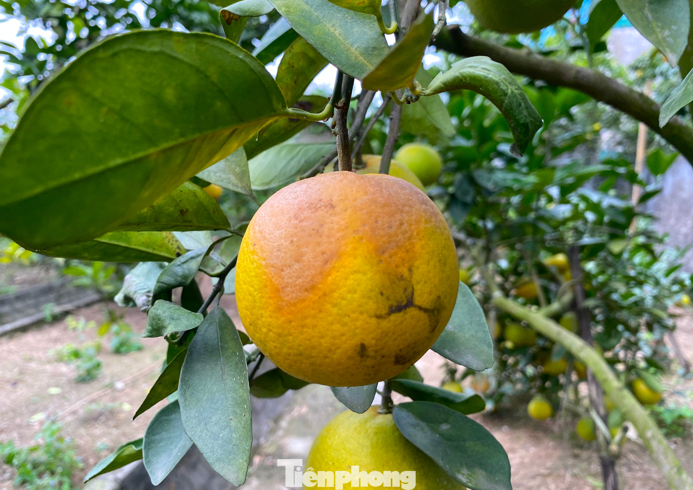 Những quả cam đang trên cây nhưng có nhiều dấu hiệu thối ở cuống.