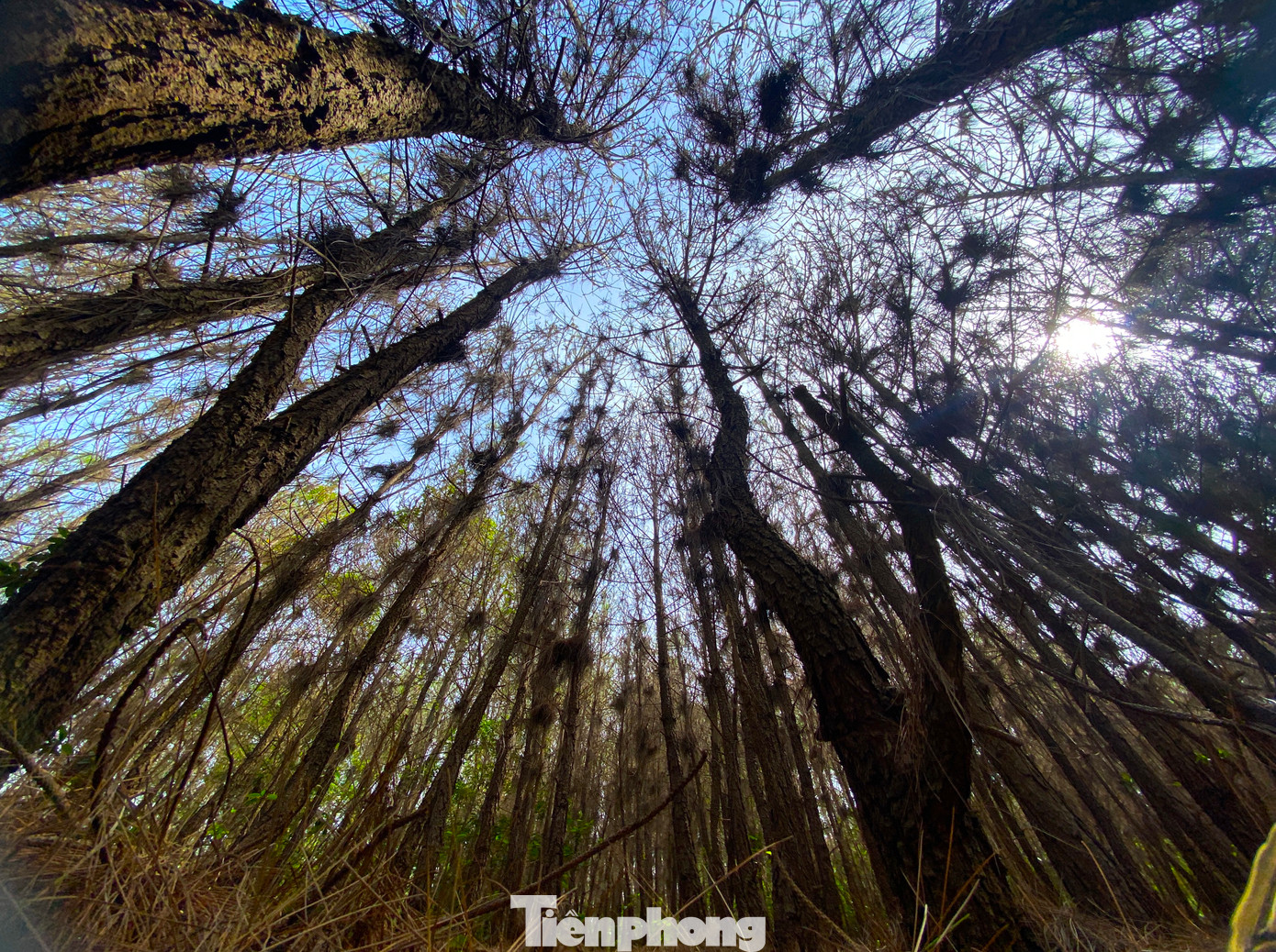 Khu rừng thông của xã Nghi Quang (Nghi Lộc) bị sâu róm cắn phá nặng nề.