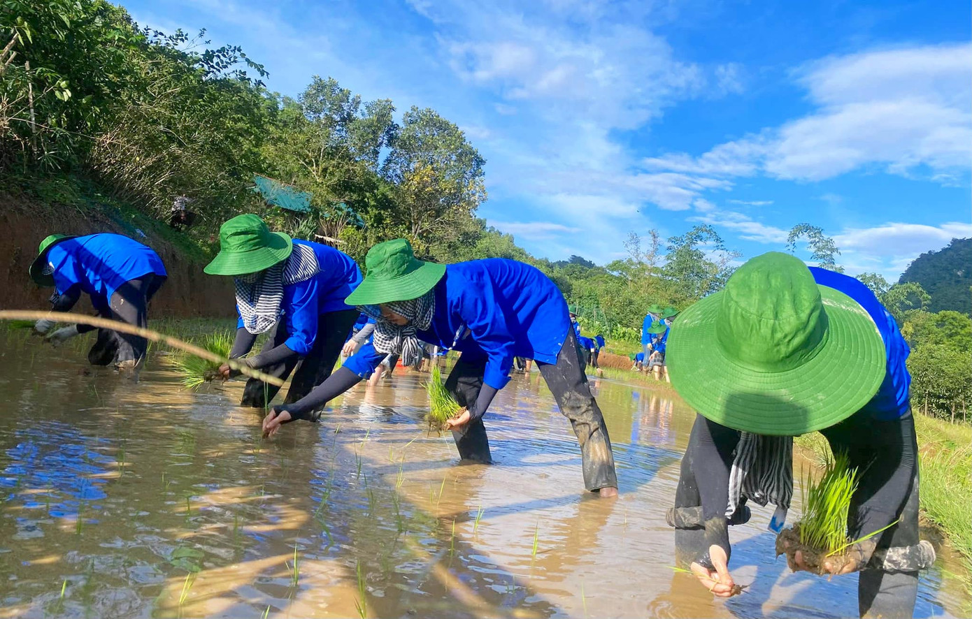 Suốt 3 ngày qua, dưới cái nắng gắt của xã miền núi và những cơn mưa bất chợt, các đoàn viên đã hoàn thành việc cấy lúa cho 8 hộ dân trong xã.