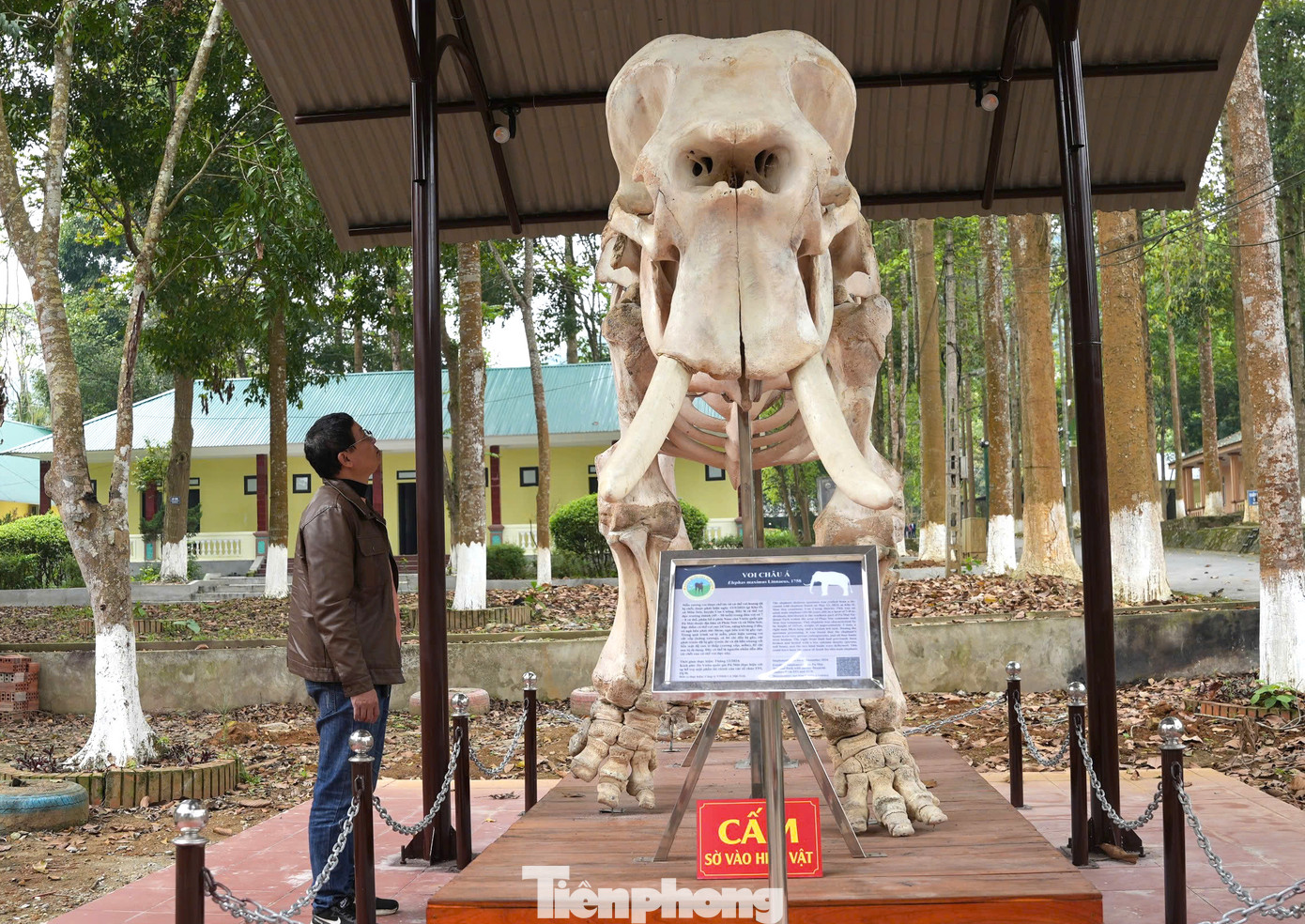 Nghệ An hiện còn hơn 10 con voi rừng, đứng thứ ba cả nước, sau Đắk Lắk và Đồng Nai. Lãnh đạo Vườn quốc gia Pù Mát cho biết, việc giữ lại 2 tiêu bản voi này không chỉ mang giá trị khoa học mà còn là một thông điệp mạnh mẽ giúp người dân và du khách nâng cao ý thức trong bảo tồn các loài động vật hoang dã. Nghệ An hiện còn hơn 10 con voi rừng, đứng thứ ba cả nước, sau Đắk Lắk và Đồng Nai. Lãnh đạo Vườn quốc gia Pù Mát cho biết, việc giữ lại 2 tiêu bản voi này không chỉ mang giá trị khoa học mà còn là một thông điệp mạnh mẽ giúp người dân và du khách nâng cao ý thức trong bảo tồn các loài động vật hoang dã.