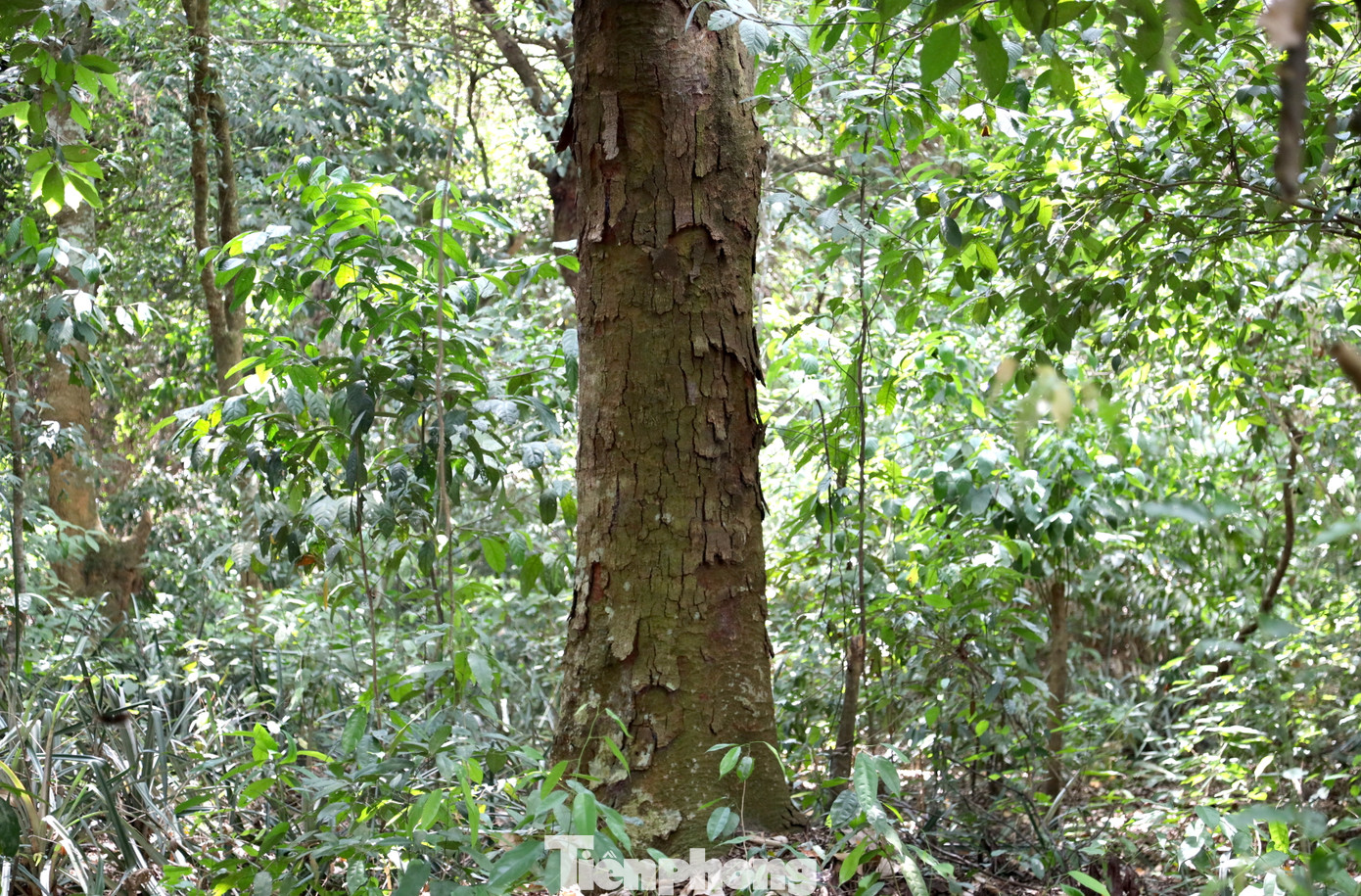 Ngày nay bên trong khu rừng có nhiều cây cổ thụ. Cây nhỏ có tuổi đời hàng chục năm tuổi, cây lớn lên đến hơn 300 năm tuổi, phải 2,3 người ôm mới xuể.