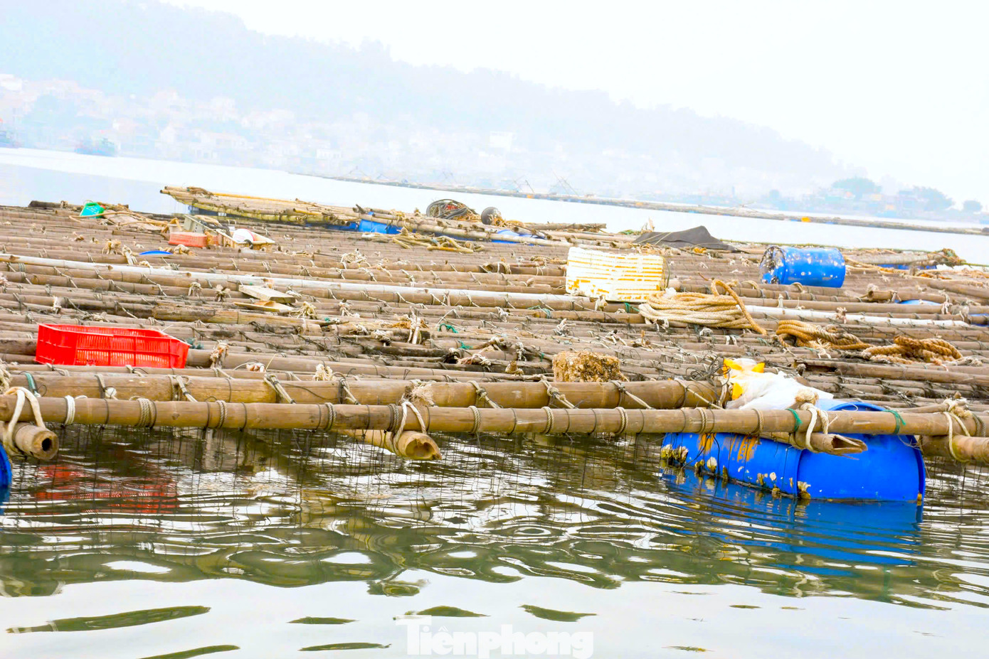 Những năm trước, mỗi khi thu hoạch hàu, các hộ nuôi ở phường Quỳnh Phương, Mai Hùng, xã Quỳnh Lập (thị xã Hoàng Mai, Nghệ An) sẽ phải cạo bỏ lớp vẹm bám dày đặc trên bè mảng nuôi hàu. Tuy nhiên những năm gần đây, các thương lái tìm thu mua vẹm để bán cho các hộ nuôi cua, tôm hùm nên vẹm trở thành phụ phẩm kiếm tiền cho người dân vùng sông nước, ven biển.