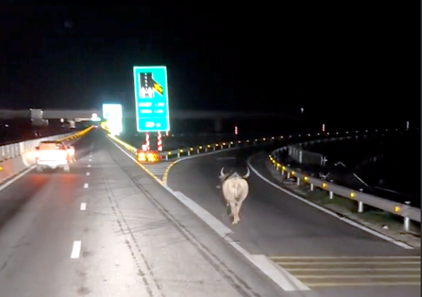 Đàn trâu chạy tán loạn trước đầu các phương tiện ô tô trên cao tốc. Đàn trâu chạy tán loạn trước đầu các phương tiện ô tô trên cao tốc.