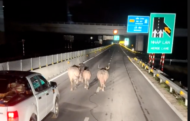 Đàn trâu chạy băng băng trên cao tốc Diễn Châu - Bãi Vọt khiến các tài xế hốt hoảng. Đàn trâu chạy băng băng trên cao tốc Diễn Châu - Bãi Vọt khiến các tài xế hốt hoảng.