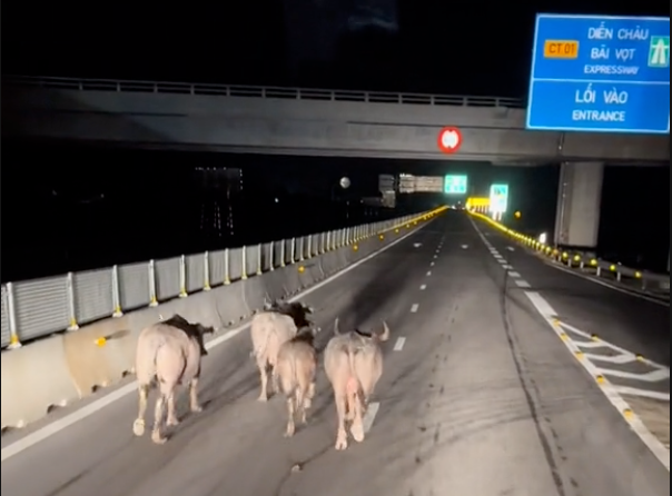 Đàn trâu chạy tán loạn trước đầu các phương tiện ô tô trên cao tốc. Đàn trâu chạy tán loạn trước đầu các phương tiện ô tô trên cao tốc.