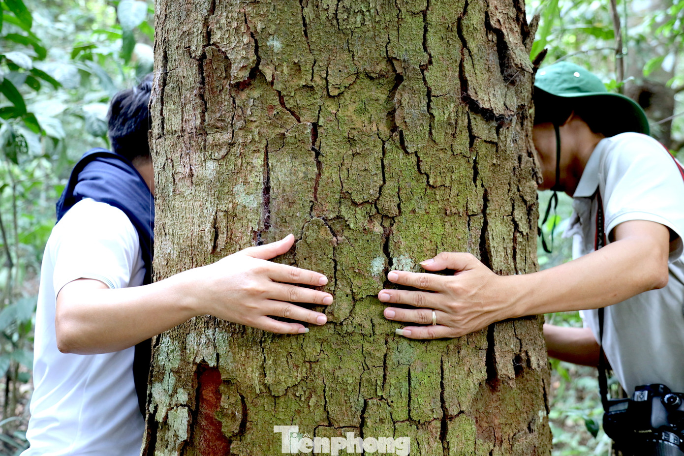 Ngày nay bên trong khu rừng có nhiều cây cổ thụ. Cây nhỏ có tuổi đời hàng chục năm tuổi, cây lớn lên đến hơn 300 năm tuổi, phải 2,3 người ôm mới xuể.