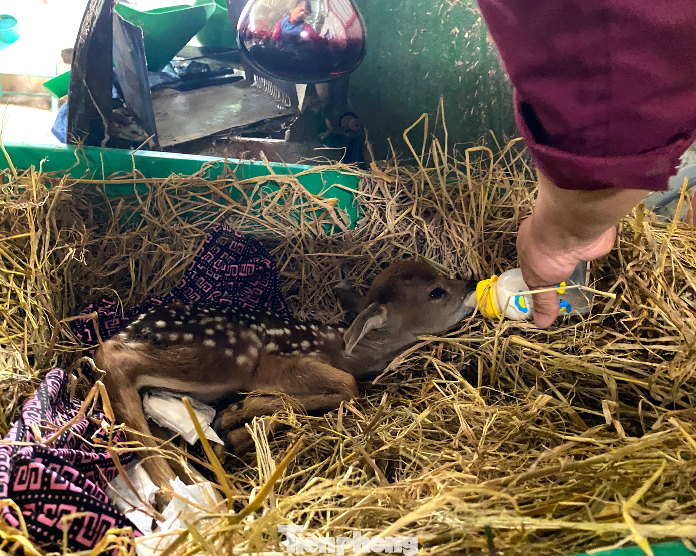 Với đàn 30 con hươu sinh sản ổn định hàng năm trong trang trại, ông Bảy ước tính thu về mỗi năm hơn 500 triệu đồng từ việc bán hươu giống.