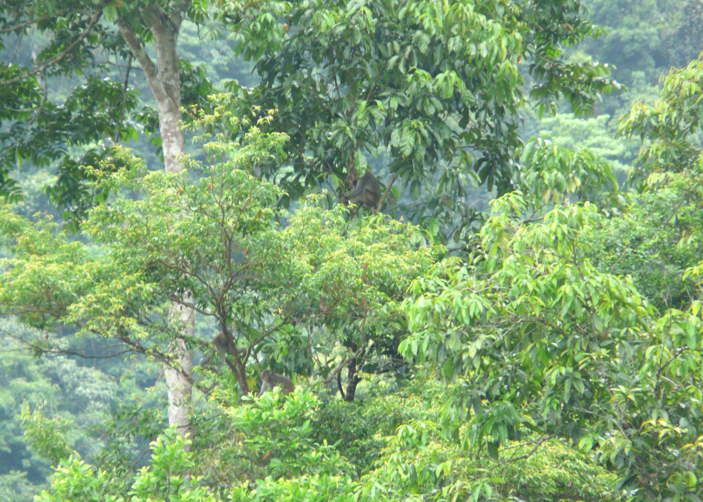 Khu BTTN Pù Hoạt là một trong ba vùng lõi của Khu Dự trữ sinh quyển Tây Nghệ An, với tổng diện tích quản lý hơn 85.000ha rừng và đất lâm nghiệp. Nơi đây được các tổ chức quốc tế và các nhà khoa học trong và ngoài nước đánh giá là nơi có tính đa dạng sinh học cao, với nhiều loài động, thực vật nguy cấp, quý hiếm. Khu BTTN Pù Hoạt là một trong ba vùng lõi của Khu Dự trữ sinh quyển Tây Nghệ An, với tổng diện tích quản lý hơn 85.000ha rừng và đất lâm nghiệp. Nơi đây được các tổ chức quốc tế và các nhà khoa học trong và ngoài nước đánh giá là nơi có tính đa dạng sinh học cao, với nhiều loài động, thực vật nguy cấp, quý hiếm.