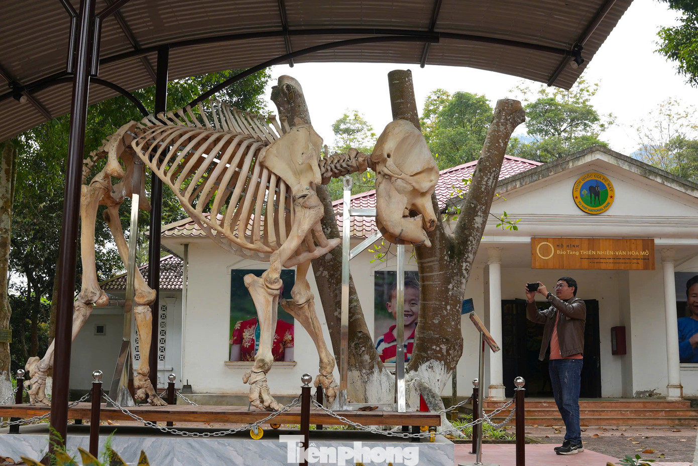 Sau khi phát hiện, Vườn quốc gia Pù Mát đã đề xuất các cơ quan chức năng xin được giữ lại bộ xương voi để làm tiêu bản trưng bày và nhận được sự đồng thuận. Sau khi phát hiện, Vườn quốc gia Pù Mát đã đề xuất các cơ quan chức năng xin được giữ lại bộ xương voi để làm tiêu bản trưng bày và nhận được sự đồng thuận.