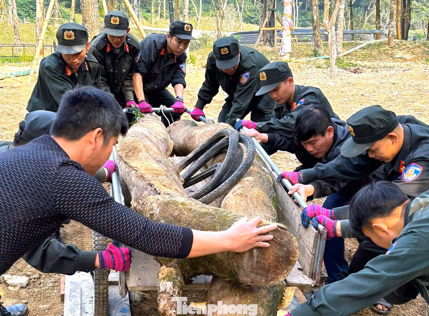 Những khúc gỗ lớn được các cán bộ chiến sĩ vận chuyển đi để làm đẹp khuôn viên.