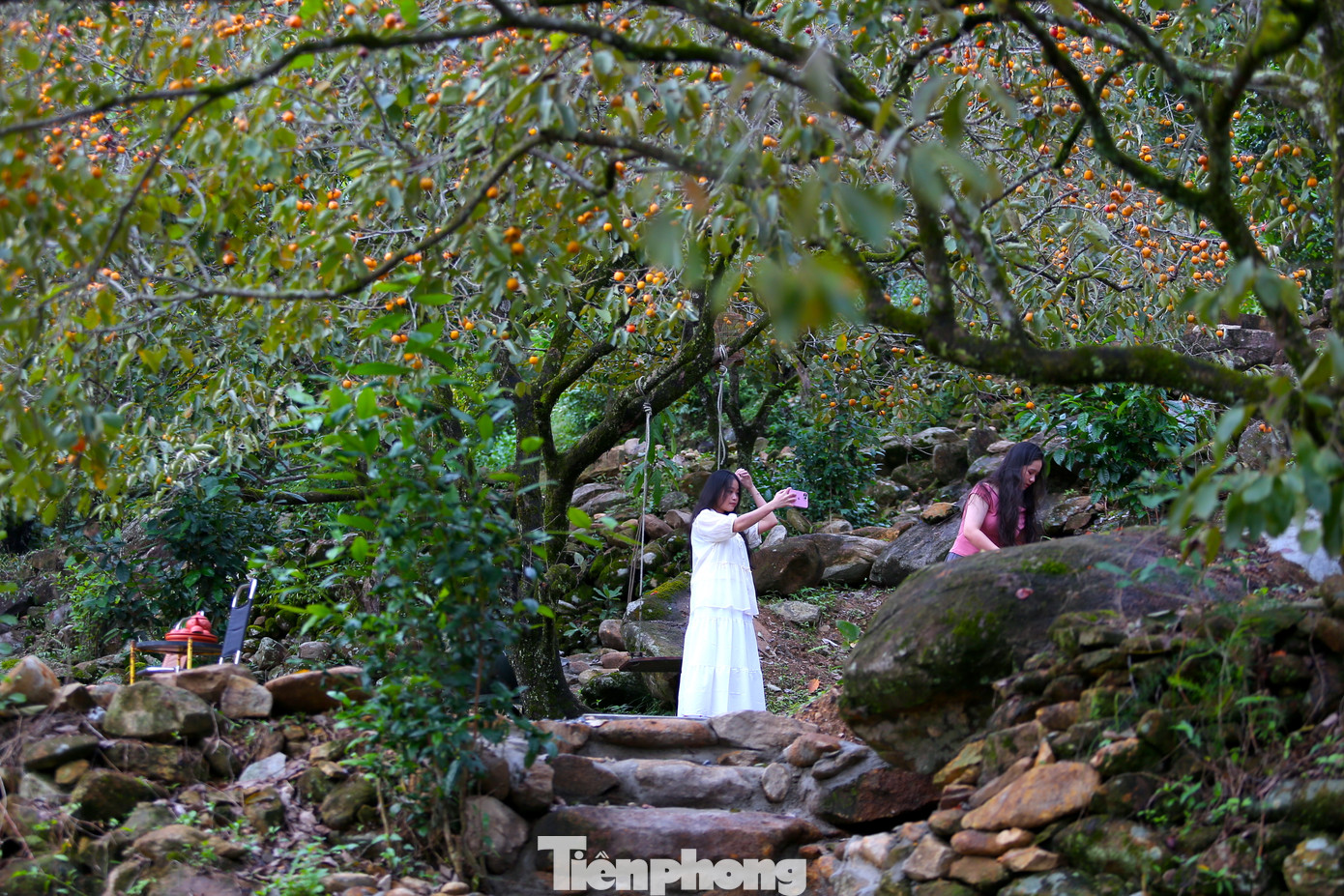 Anh Nguyễn Trọng Sách (trú thành phố Vinh, Nghệ An) - một trong những người tiên phong làm du lịch từ vườn hồng cổ thụ ở núi Đại Huệ - chia sẻ, dù mùa hồng chỉ mới bắt đầu nhưng có những ngày cao điểm đã có hàng trăm du khách đến vườn tham quan, chụp hình.