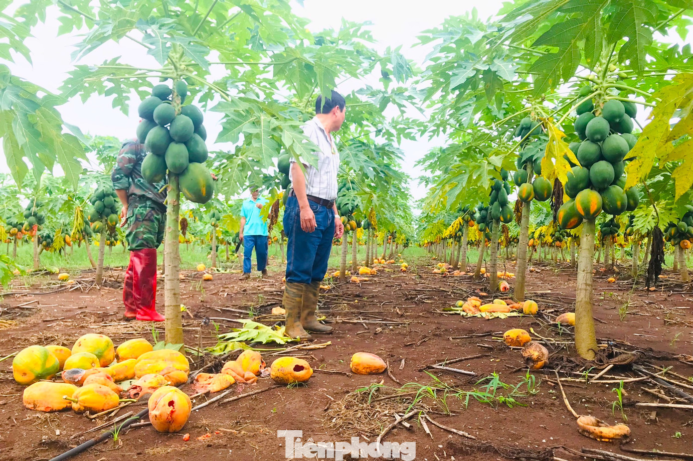 Không được thu mua kịp thời, đu đủ chín rụng đầy vườn trong sự bất lực của người dân.