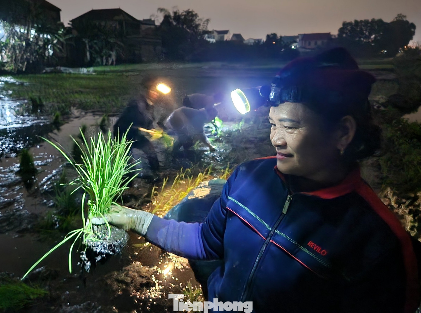 "Cấy từ sáng đến tối đau mỏi lưng lắm nhưng vẫn phải cố. Nếu không cấy nhanh thì không kịp nhận ruộng khác. Bởi mỗi đợt cấy chỉ kéo dài trong vòng vài ba tuần thôi. Huyện nào cấy muộn thì mình còn nhận thêm được. Tranh thủ cấy được từng nào thì cấy, Tết còn có thêm tiền mua bánh, mua đồ Tết cho gia đình", chị Đông chia sẻ.