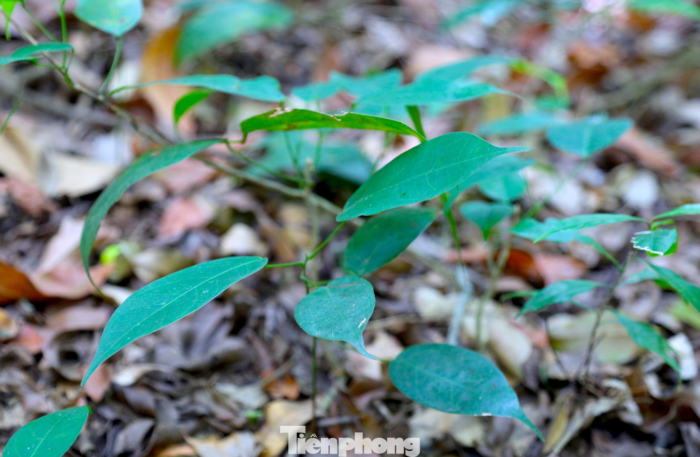 Nhờ được bảo vệ nghiêm ngặt, khắp mặt đất khu rừng mọc lên những cây lim xanh con. Dần dần, những cây con sẽ tiếp nối, phát triển khu rừng thêm đa dạng, phong phú.