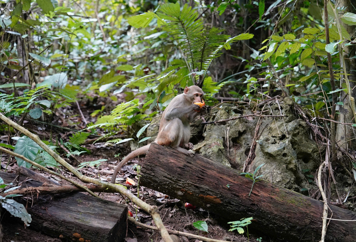 Tái thả động vật hoang dã về với môi trường tự nhiên là một hoạt động ý nghĩa, vừa bảo tồn đa dạng sinh học, vừa bảo tồn các nguồn gen quý hiếm.
