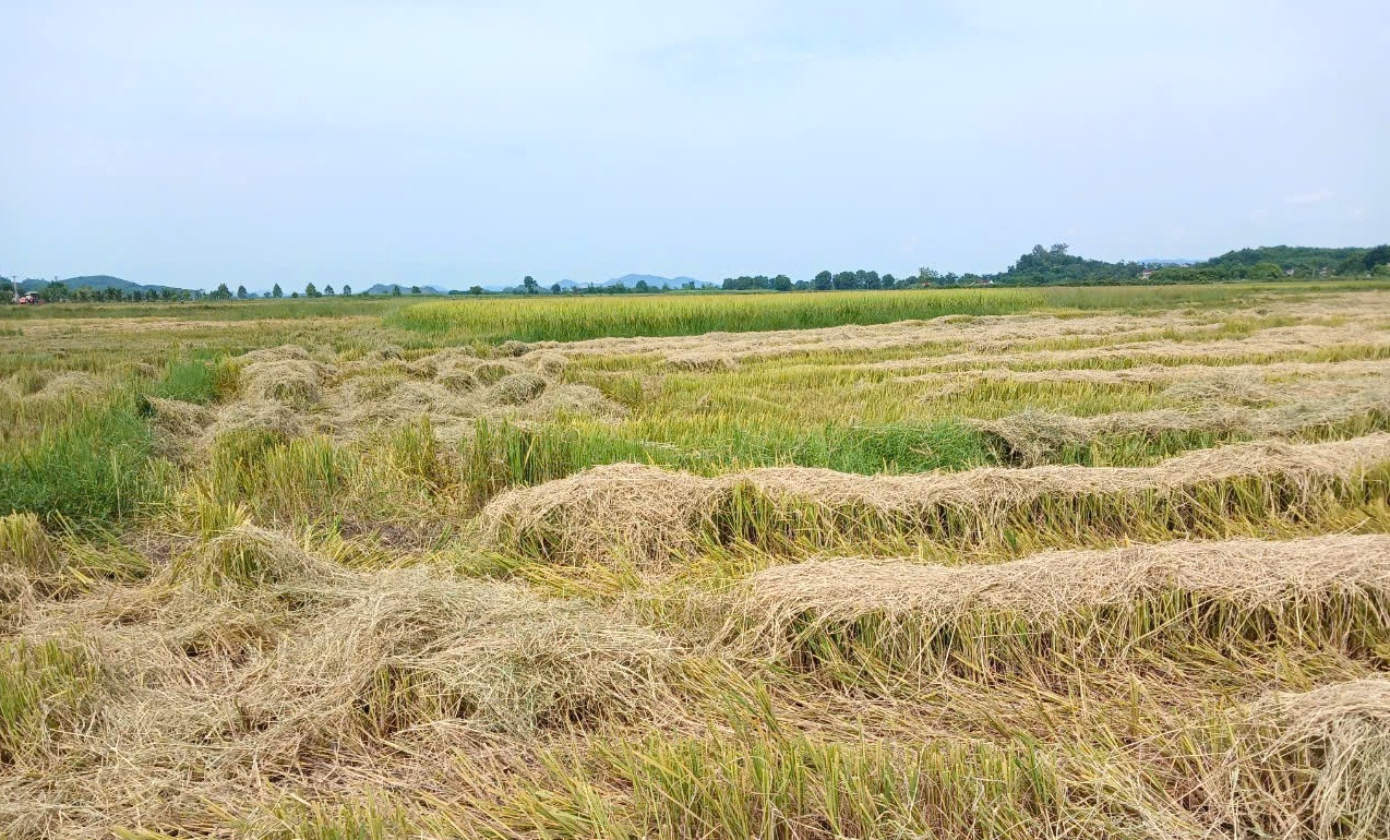 Như tại huyện Tân Kỳ (Nghệ An), vụ hè thu toàn huyện này có 2.888ha lúa. Do gieo cấy muộn nên nhiều diện tích lúa còn xanh. Hiện toàn huyện đã thu hoạch được hơn 400ha lúa. Tại huyện Nghi Lộc (Nghệ An), người dân đã thu hoạch hơn 2.200 ha lúa. Hơn 1.200 ha lúa còn lại đang được người dân thu hoạch để chạy bão. Như tại huyện Tân Kỳ (Nghệ An), vụ hè thu toàn huyện này có 2.888ha lúa. Do gieo cấy muộn nên nhiều diện tích lúa còn xanh. Hiện toàn huyện đã thu hoạch được hơn 400ha lúa. Tại huyện Nghi Lộc (Nghệ An), người dân đã thu hoạch hơn 2.200 ha lúa. Hơn 1.200 ha lúa còn lại đang được người dân thu hoạch để chạy bão.