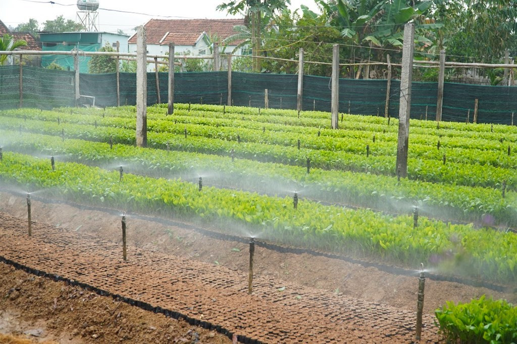 Vườn ươm được ông Lực đầu tư công phu bài bản với hệ thống tưới tự động, giúp cây phát triển tốt. Vườn ươm được ông Lực đầu tư công phu bài bản với hệ thống tưới tự động, giúp cây phát triển tốt.