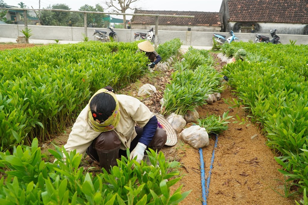 Vườn ươm của ông Lực không chỉ tạo công ăn việc làm cho nhiều lao động mà còn giúp người dân địa phương nhân giống mô hình, cùng nhau vươn lên thoát nghèo, phát triển kinh tế. Vườn ươm của ông Lực không chỉ tạo công ăn việc làm cho nhiều lao động mà còn giúp người dân địa phương nhân giống mô hình, cùng nhau vươn lên thoát nghèo, phát triển kinh tế.