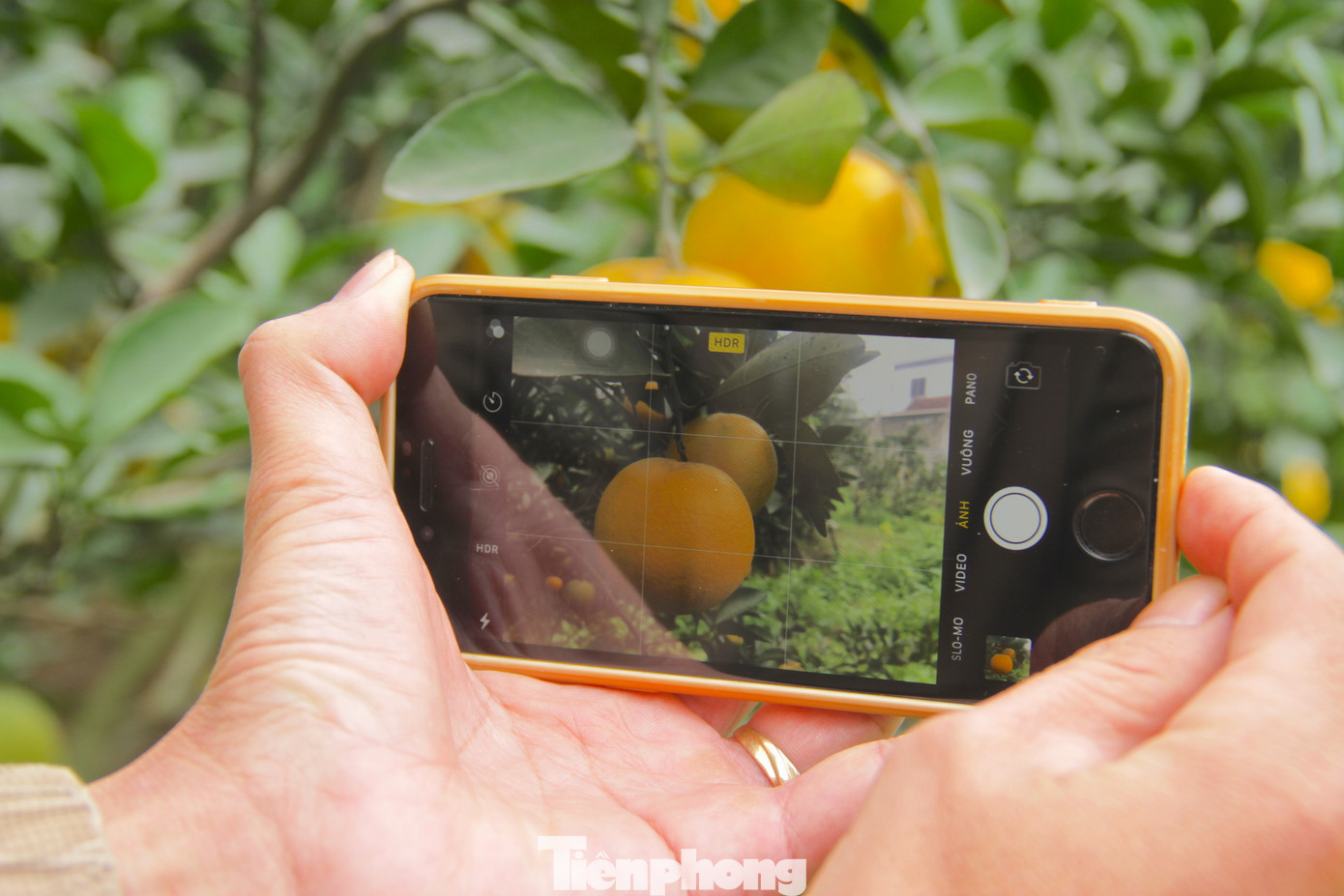 Một quả cam Xã Đoài có giá bằng 2kg cam Vinh bình thường nhưng vẫn thu hút khách đến mua. Ông Nguyễn Văn Hạnh cho biết, khách đến vườn ông thường là khách quen mua để biếu người thân. Một số đã đặt cọc tiền chờ đến Tết Nguyên đán sẽ cắt để biếu hoặc làm đồ lễ.