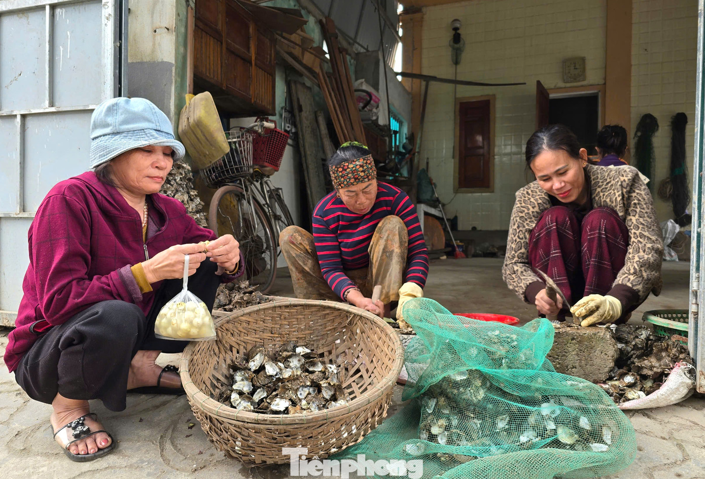 "Nói không cần kỹ thuật nhưng cũng cần chút khéo léo để tách vỏ hàu. Nếu đập mạnh quá, vỏ hàu bị nát thì ruột hàu cũng hỏng. Lúc đó không bán được", chị Trần Thị Lan (trú xã An Hòa) nói và cho hay, vỏ hàu cứng như đá và khá sắc nên khi đục hàu mọi người đều phải đeo nhiều lớp găng tay để bảo vệ mình. "Nói không cần kỹ thuật nhưng cũng cần chút khéo léo để tách vỏ hàu. Nếu đập mạnh quá, vỏ hàu bị nát thì ruột hàu cũng hỏng. Lúc đó không bán được", chị Trần Thị Lan (trú xã An Hòa) nói và cho hay, vỏ hàu cứng như đá và khá sắc nên khi đục hàu mọi người đều phải đeo nhiều lớp găng tay để bảo vệ mình.