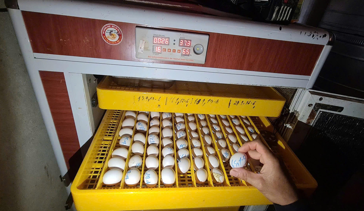 Anh Dương mua tủ ấp và học cách điều chỉnh nhiệt độ để ấp trứng và chủ động giống nuôi. Anh Dương mua tủ ấp và học cách điều chỉnh nhiệt độ để ấp trứng và chủ động giống nuôi.