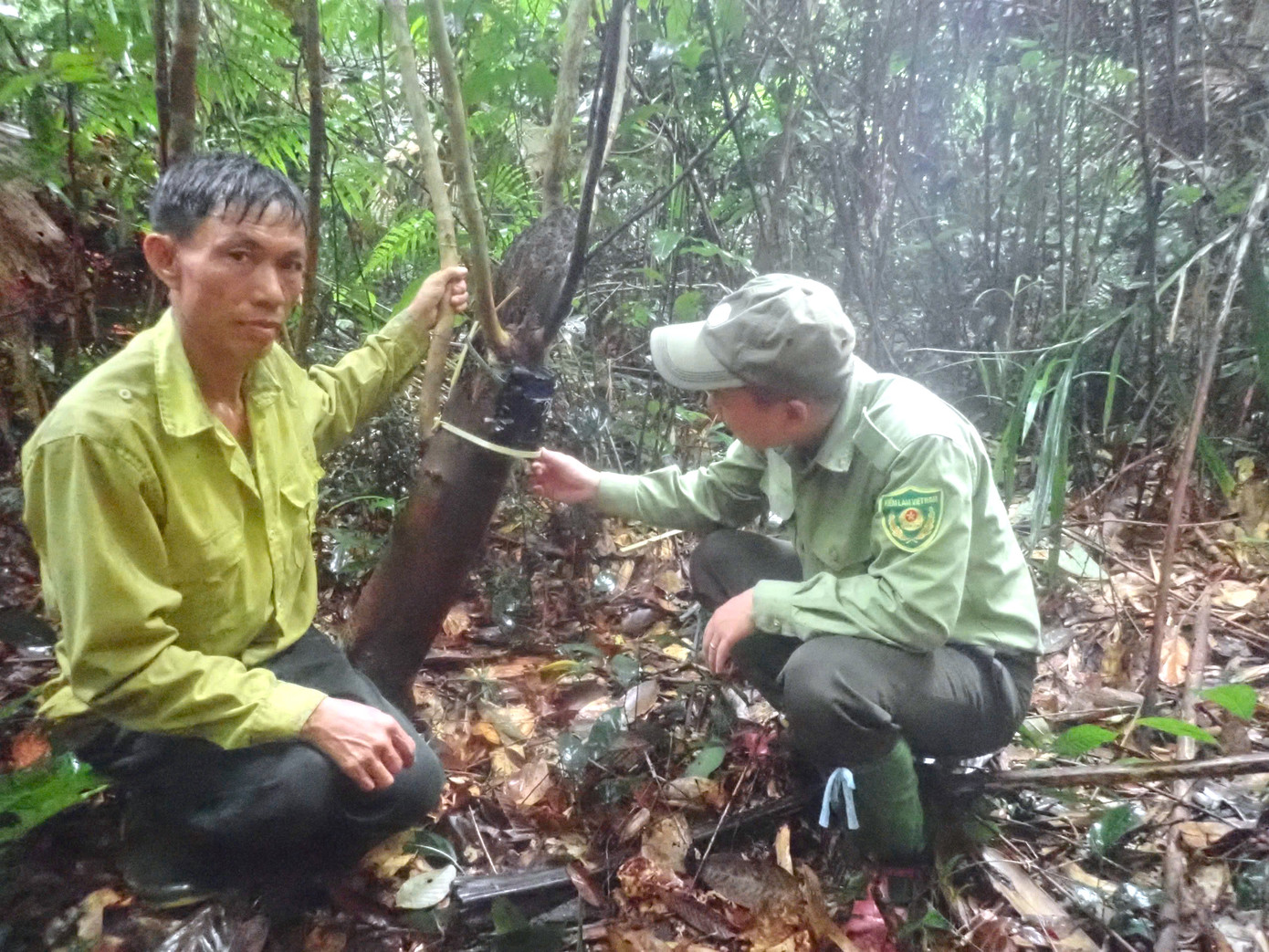 Thực hiện đề tài "Giám sát sự xuất hiện của các loài thú (Mammalia)”, vừa qua Khu Bảo tồn thiên nhiên (BTTN) Pù Hoạt đã thực hiện phương pháp đặt bẫy ảnh tự động để ghi nhận và khẳng định sự hiện diện các loài động vật hoang dã tại khu vực Hón Túi, Hón Giai ở xã Đồng Văn và xã Thông Thụ (huyện Quế Phong, Nghệ An). Thực hiện đề tài "Giám sát sự xuất hiện của các loài thú (Mammalia)”, vừa qua Khu Bảo tồn thiên nhiên (BTTN) Pù Hoạt đã thực hiện phương pháp đặt bẫy ảnh tự động để ghi nhận và khẳng định sự hiện diện các loài động vật hoang dã tại khu vực Hón Túi, Hón Giai ở xã Đồng Văn và xã Thông Thụ (huyện Quế Phong, Nghệ An).