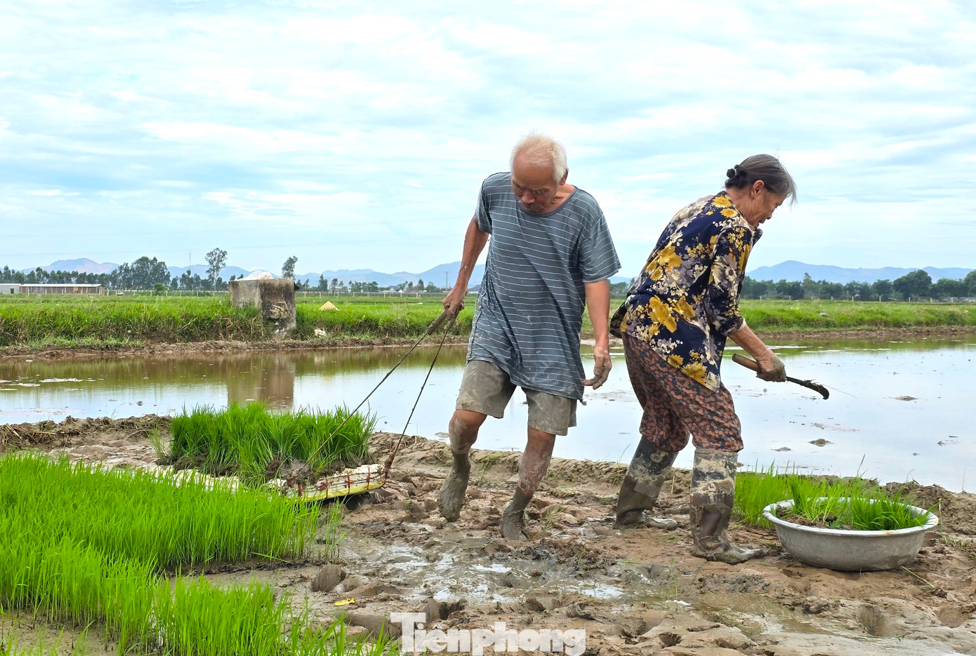 Vụ mùa Hè Thu năm nay vợ chồng ông Đường Minh Ngà (SN 1952) và bà Lê Thị Hồng trú xóm Văn Yên, xã Văn Thành (huyện Yên Thành, Nghệ An) làm hơn 3 sào lúa. Xung quanh các hộ dân đã cấy gần xong nhưng ruộng của vợ chồng ông Ngà chỉ mới bắt đầu cấy lúa. Nguyên nhân do nhà ông neo người, trong khi tìm người cấy thuê không được.
