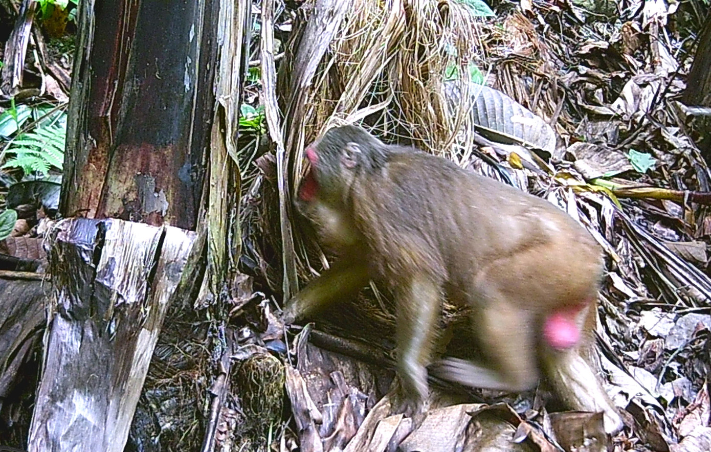 Theo ông Sinh, việc bẫy ảnh ghi lại các loài động vật quý hiếm nhằm cung cấp tư liệu giúp quảng bá, tuyên truyền về những loài động vật cần được bảo vệ và cấm săn bắt. Đặc biệt, bẫy ảnh sẽ giúp hạn chế săn, bắn trái phép, khai thác rừng bất hợp pháp. Trong ảnh là con khỉ mặt đỏ phát hiện tại khe Nậm Cân (xã Thông Thụ, huyện Quế Phong). Theo ông Sinh, việc bẫy ảnh ghi lại các loài động vật quý hiếm nhằm cung cấp tư liệu giúp quảng bá, tuyên truyền về những loài động vật cần được bảo vệ và cấm săn bắt. Đặc biệt, bẫy ảnh sẽ giúp hạn chế săn, bắn trái phép, khai thác rừng bất hợp pháp. Trong ảnh là con khỉ mặt đỏ phát hiện tại khe Nậm Cân (xã Thông Thụ, huyện Quế Phong).