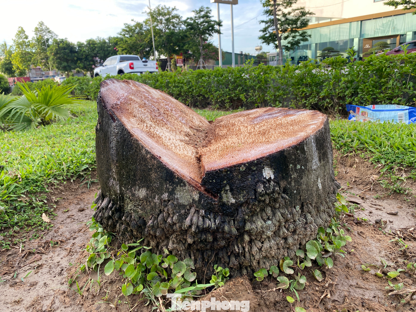 Theo thống kê, có ít nhất 221 cây cau vua đã bị cắt bỏ chỉ còn trơ trọi gốc. Theo thống kê, có ít nhất 221 cây cau vua đã bị cắt bỏ chỉ còn trơ trọi gốc.