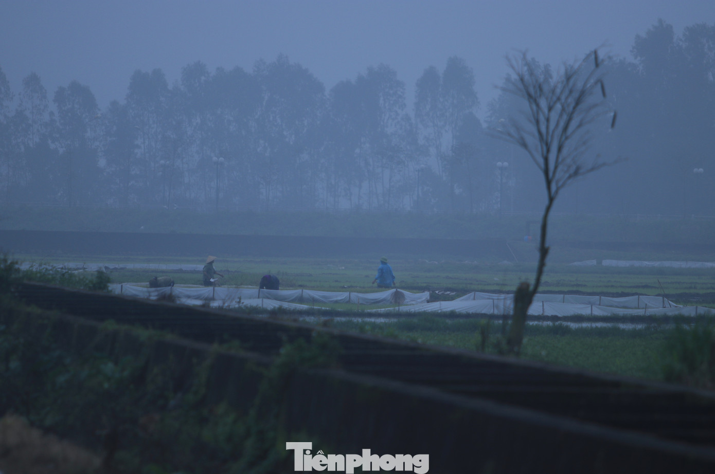 Những ngày cuối tháng 1/2024, từ đêm tối đến khi trời lờ mờ sáng, trên các cánh đồng lúa của người dân ở huyện: Nghi Lộc, Yên Thành, Quỳnh Lưu (tỉnh Nghệ An) đã rộn ràng tiếng nói cười. Số ít trong đó là chủ ruộng, đa số là những người cấy thuê cho kịp ngày.