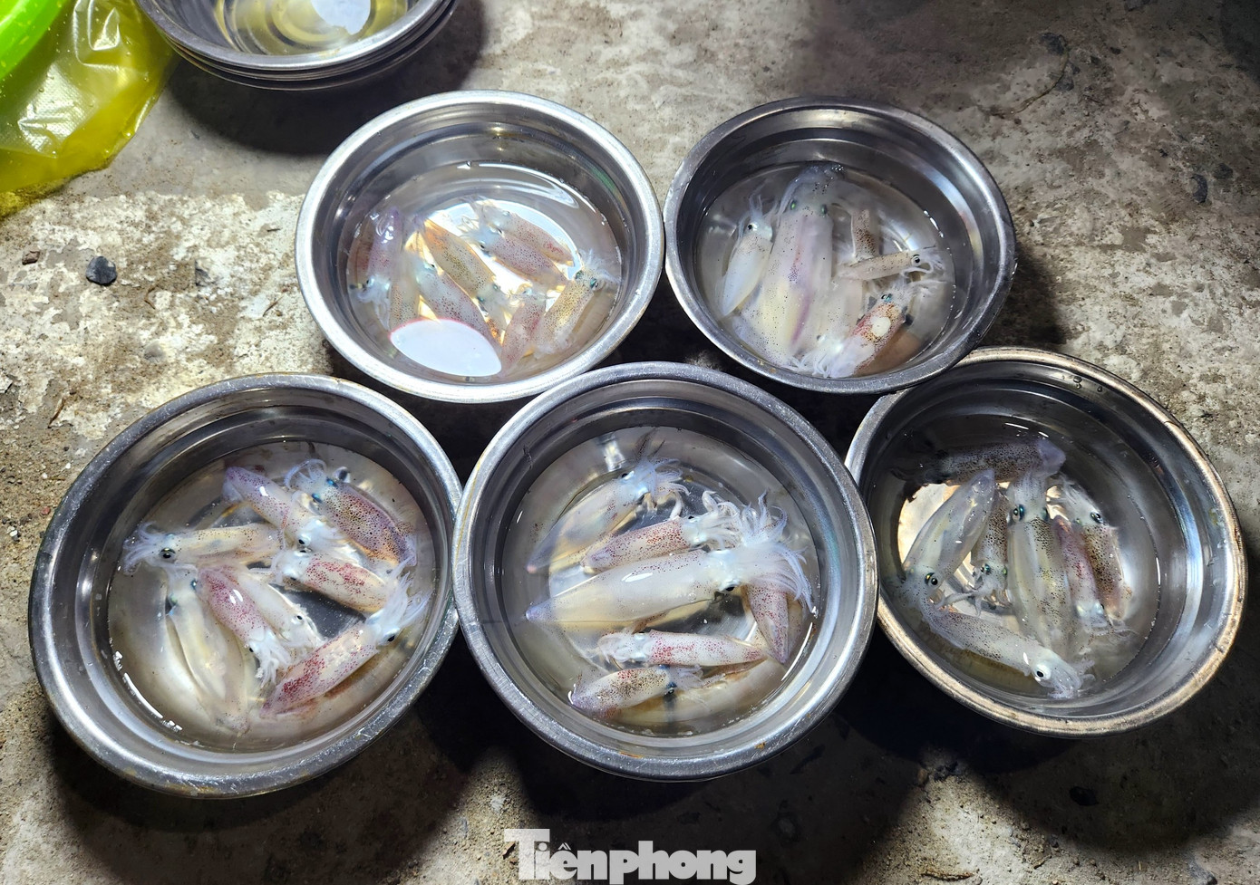 Những con mực tươi rói được chia theo mớ từ 5-7 con đựng trong những chiếc bát tô nhôm cùng ít nước biển để giữ mực luôn tươi sống.