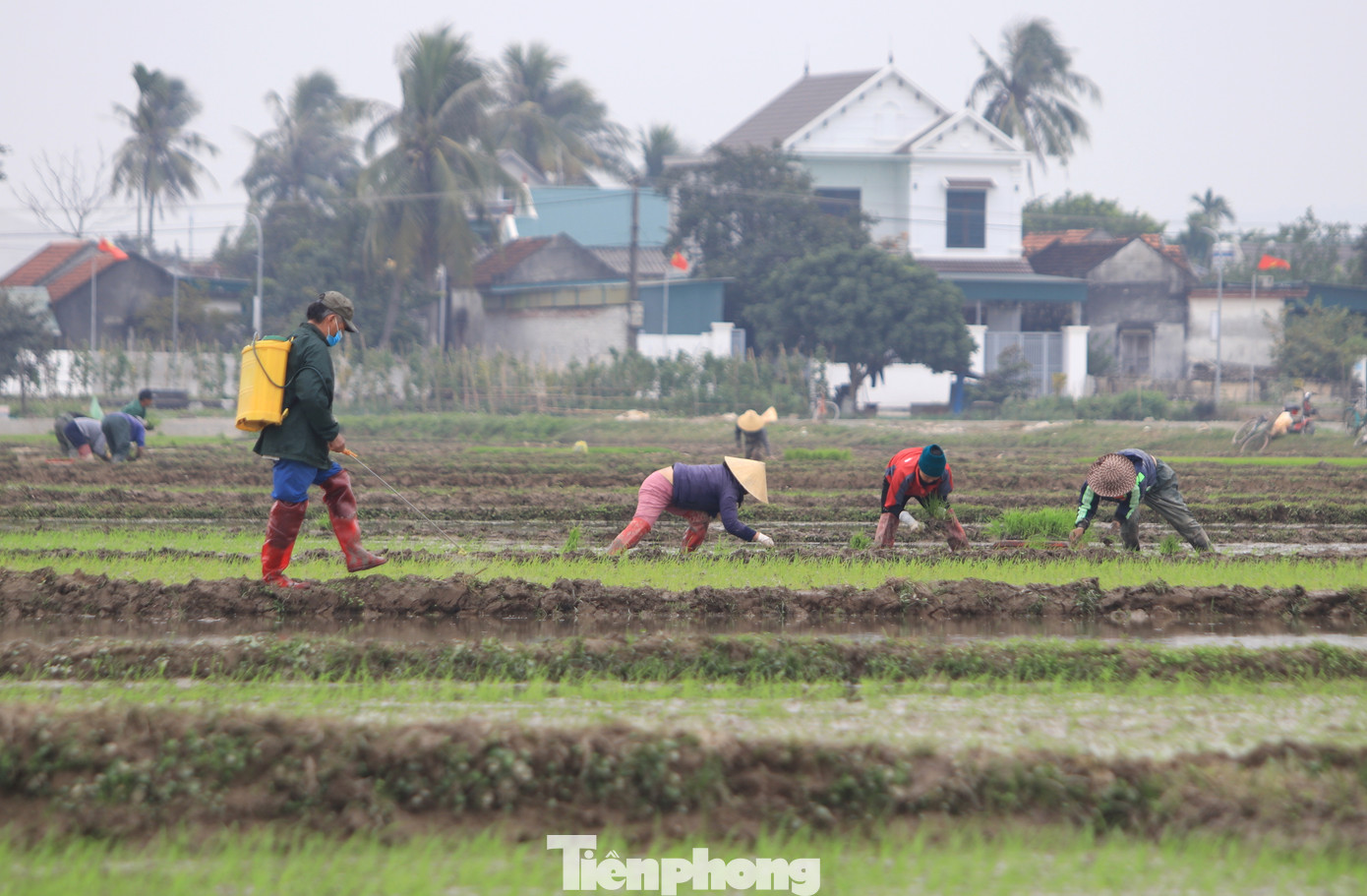 "Tuy mỏi gối, đau lưng nhưng cũng có thêm thu nhập. Mỗi vụ mình cấy được hơn 10 ngày nhận về khoảng 4-5 triệu đồng góp vào tiền để ăn tết", chị Trần Thị Lan (trú xã Quỳnh Giang, Quỳnh Lưu, Nghệ An) nói.
