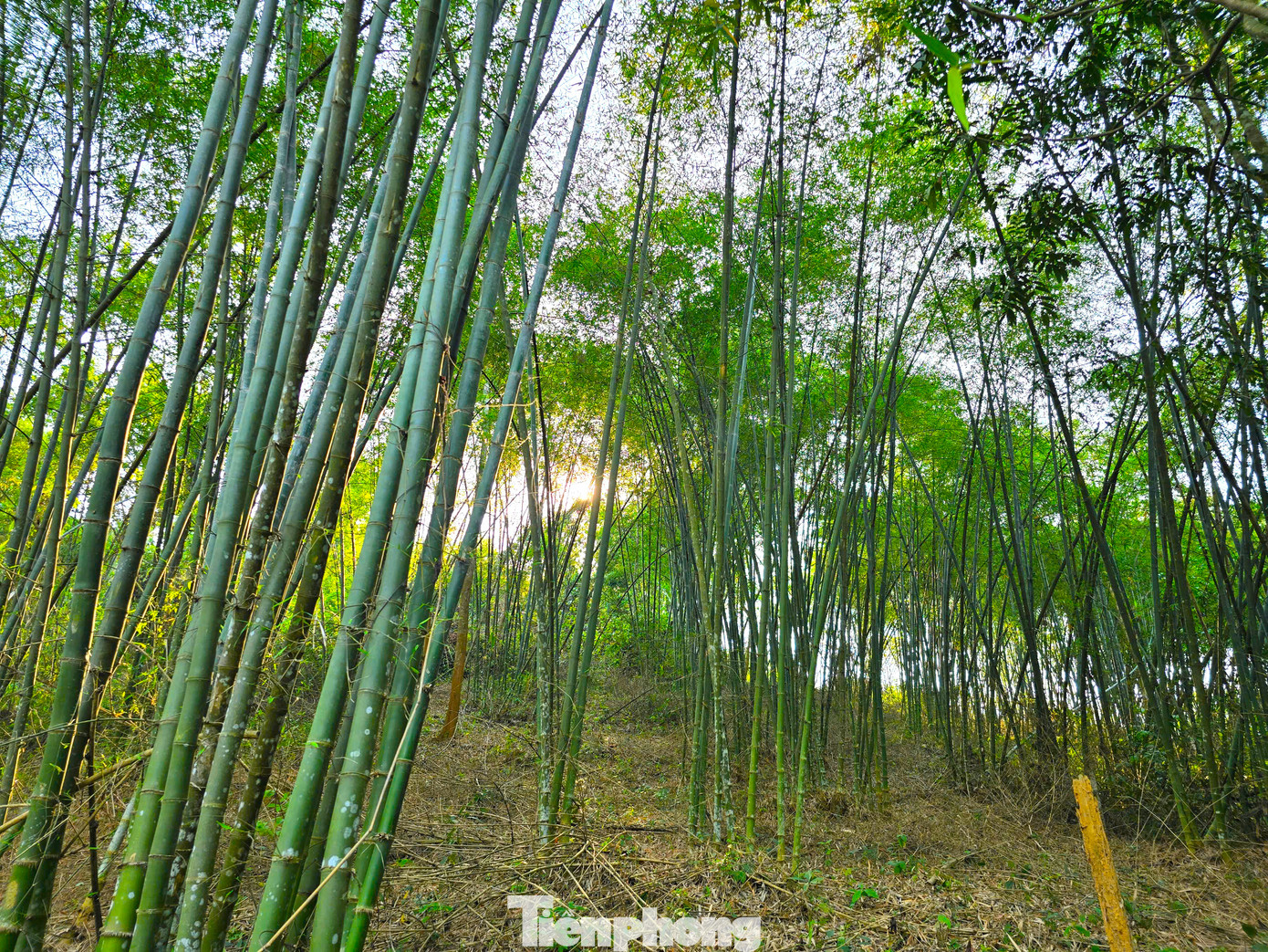 Tại xã Tam Quang, từ mô hình ban đầu, diện tích trồng cây mét được nhân rộng, trở thành những cánh rừng bạt ngàn, xanh mướt. Chỉ tính riêng ở bản Tam Liên (xã Tam Quang) đã có 110 hộ dân trồng mét với diện tích hơn 400ha. Tại xã Tam Quang, từ mô hình ban đầu, diện tích trồng cây mét được nhân rộng, trở thành những cánh rừng bạt ngàn, xanh mướt. Chỉ tính riêng ở bản Tam Liên (xã Tam Quang) đã có 110 hộ dân trồng mét với diện tích hơn 400ha.