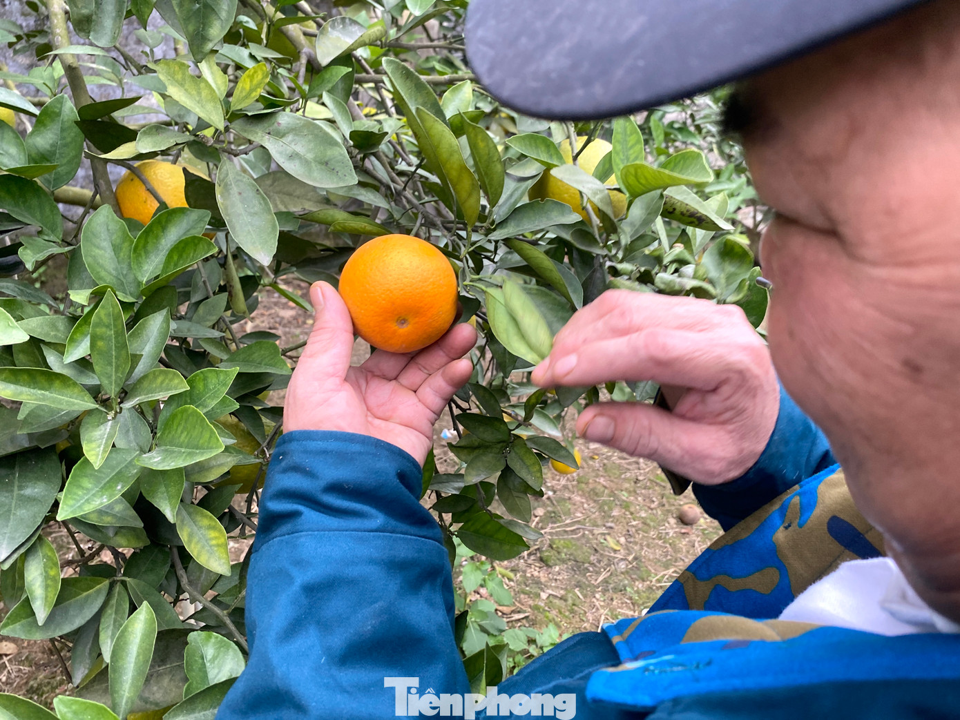 Ông Thọ cho hay, những quả cam nhìn rất đẹp nhưng ở cuống hoặc đuôi có dấu vết thâm thì quả cam đó sẽ rụng và không thể thu hoạch.
