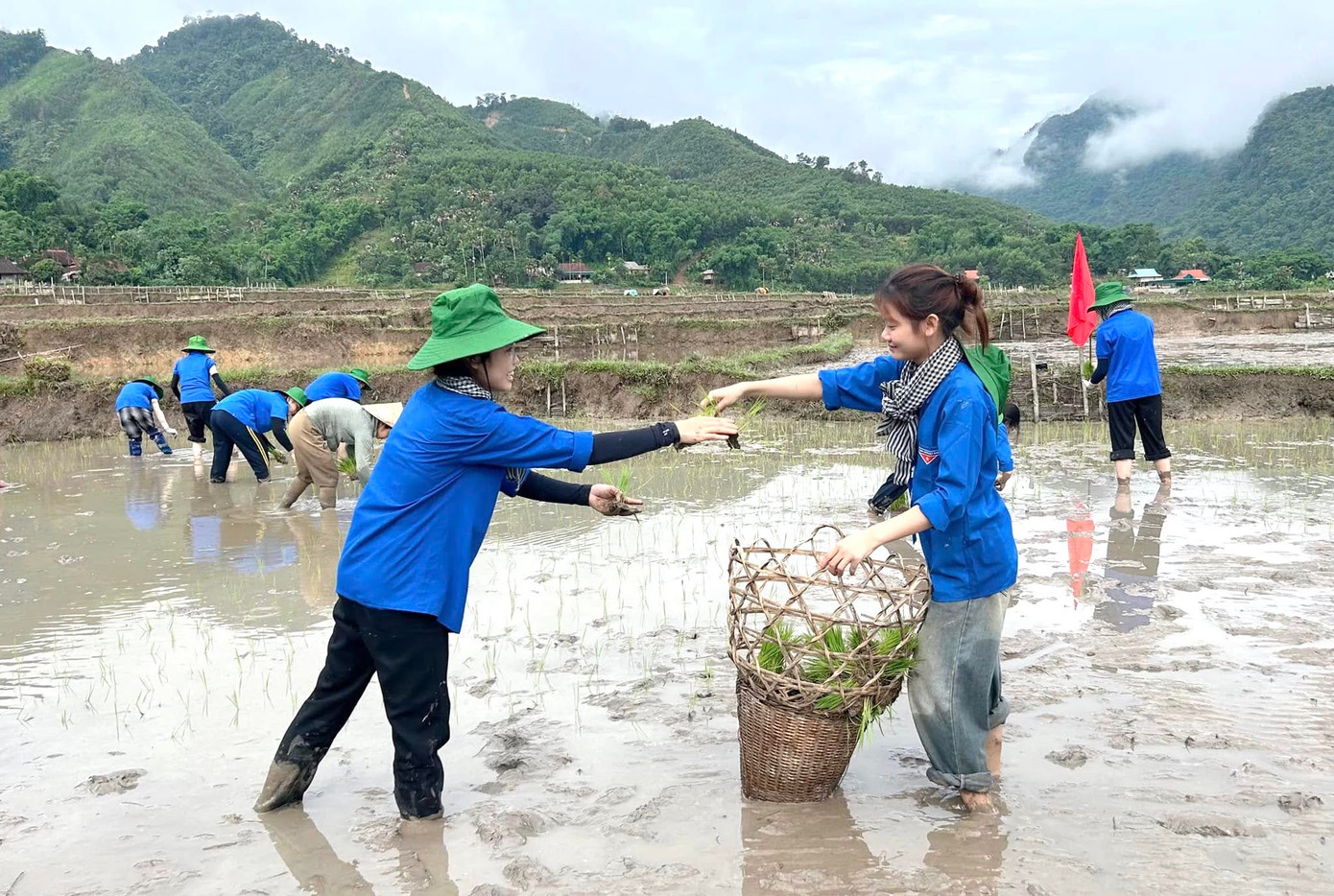 &quot;Tùy vào thời tiết, có buổi chúng em cấy đến 10h thì nghỉ, chiều 14h sẽ tiếp tục công việc đến khi xong ruộng lúa mới nghỉ&quot;, em Quang Thị Hương Trà nói.