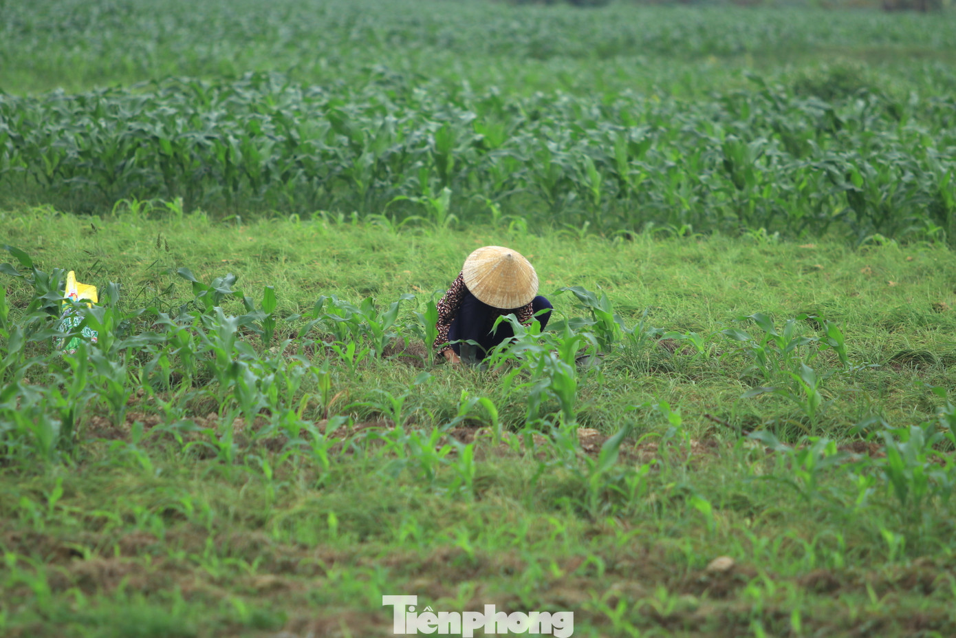 Những ngày này, người dân ở vựa hành tăm tại huyện Nghi Lộc (tỉnh Nghệ An) lại hối hả ra đồng thu hoạch củ để bán cho các thương lái. Thời điểm hiện tại, hành củ đang được các thương lái đến tận ruộng thu mua với giá cao gấp 3 lần so với ngày thường.