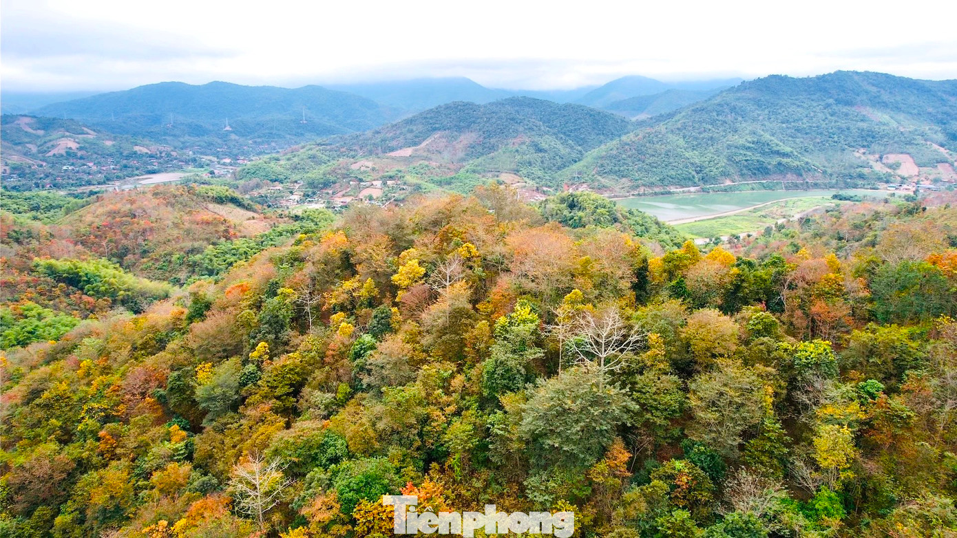 Rừng săng lẻ thuộc khu dự trữ sinh quyển thế giới miền Tây tỉnh Nghệ An với hàng cây cao từ 30-40m. Loại cây săng lẻ chậm phát triển nên những cây săng lẻ cao lớn nơi đây có tuổi đời lên đến hàng trăm năm.