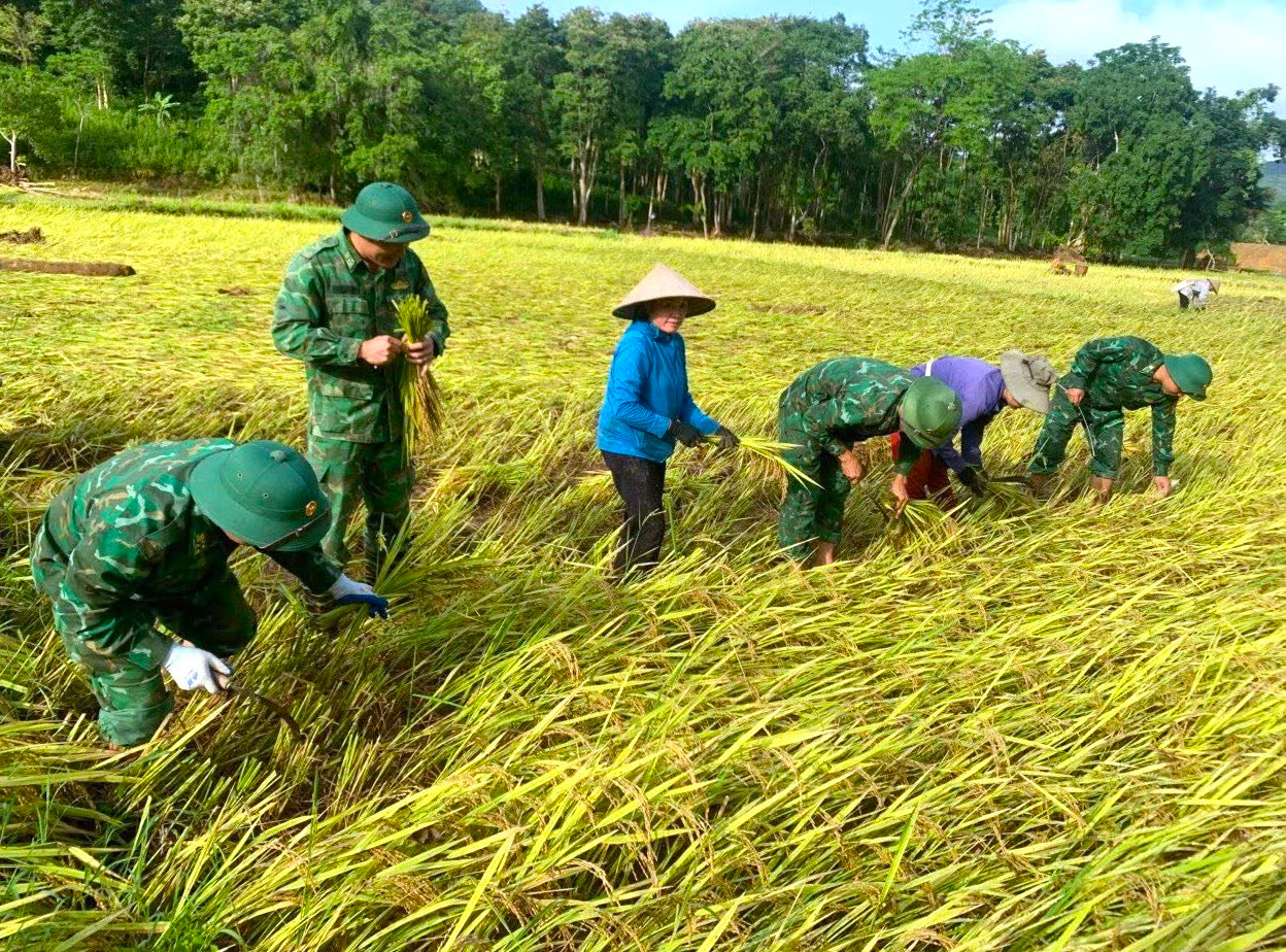 Nhiều diện tích lúa may mắn chỉ bị đổ ngã nên được các cán bộ chiến sĩ biên phòng hỗ trợ thu hoạch và mang về nhà giúp người dân. Nhiều diện tích lúa may mắn chỉ bị đổ ngã nên được các cán bộ chiến sĩ biên phòng hỗ trợ thu hoạch và mang về nhà giúp người dân.