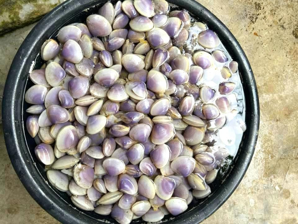 Thành quả của một giờ đồng hồ ra biển vớt lộc.