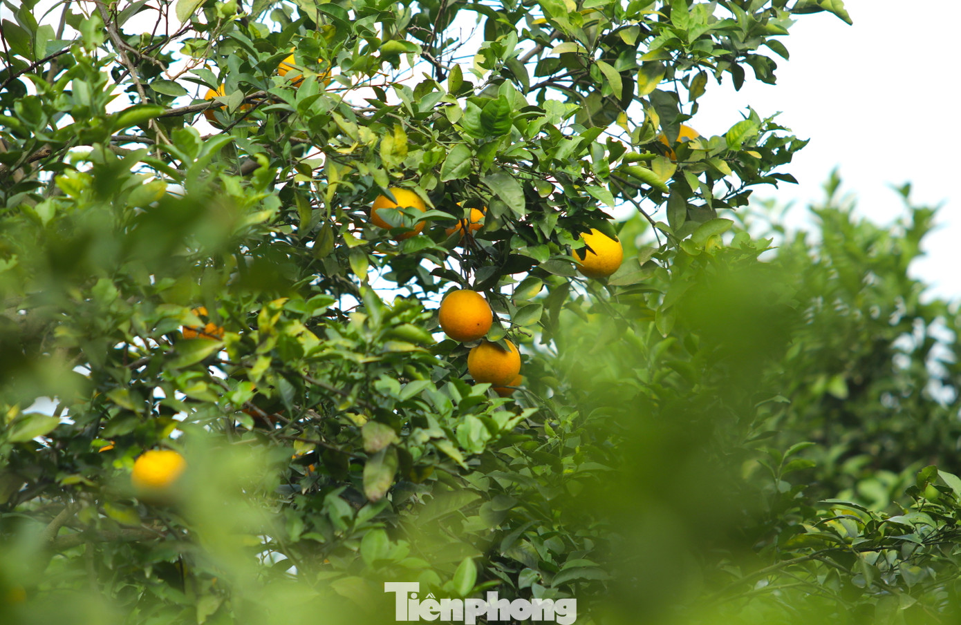 Nhờ dùng chế phẩm sinh học tự chế, ông Biên không phải sử dụng thuốc trừ sâu nên đỡ chi phí. Ngoài ra, dùng chế phẩm sinh học tự chế, cam sẽ ngon hơn và không bị ảnh hưởng.